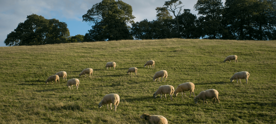 rural agriculture current services